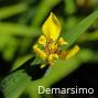 Demarsimo